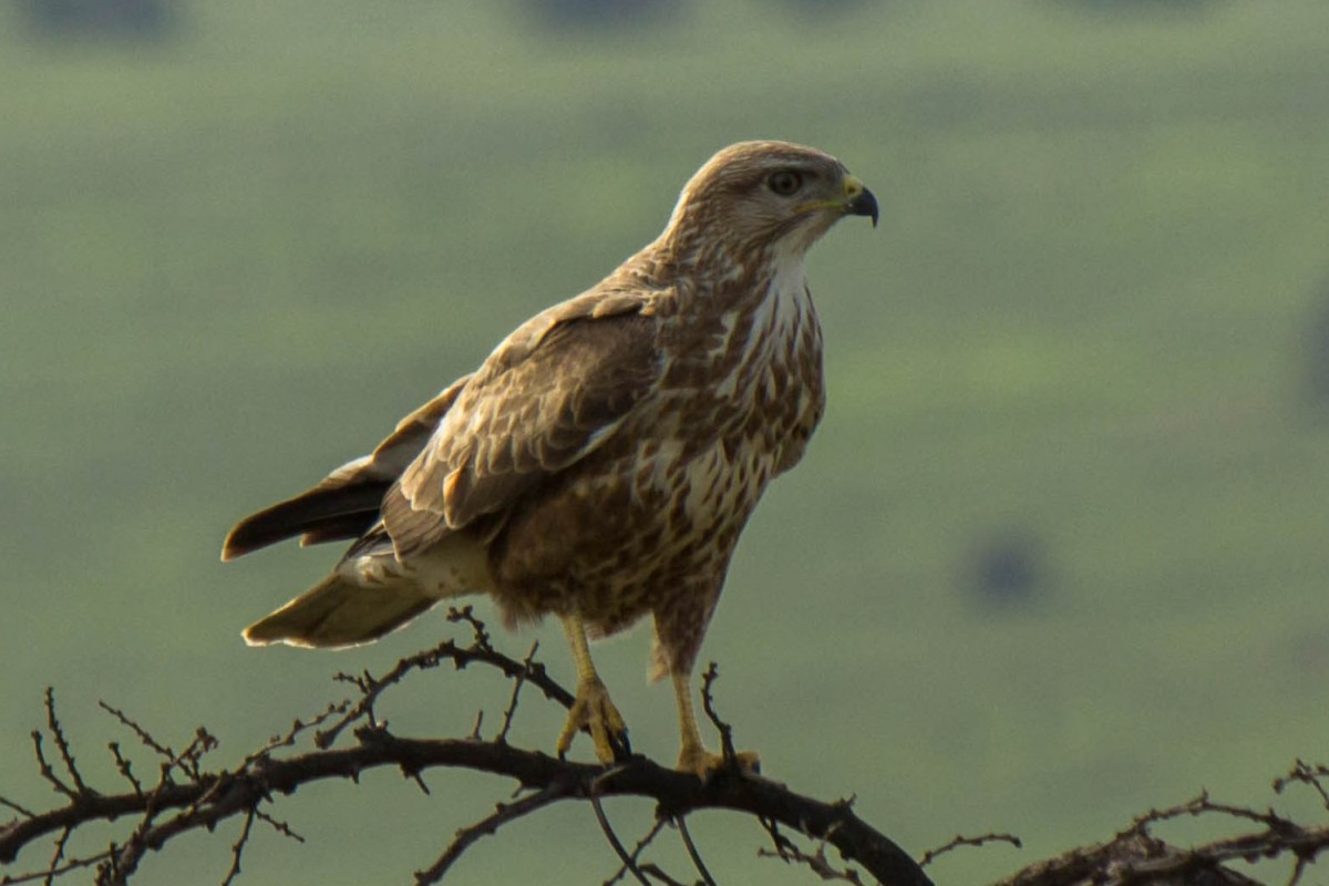 Steppe Buzzard